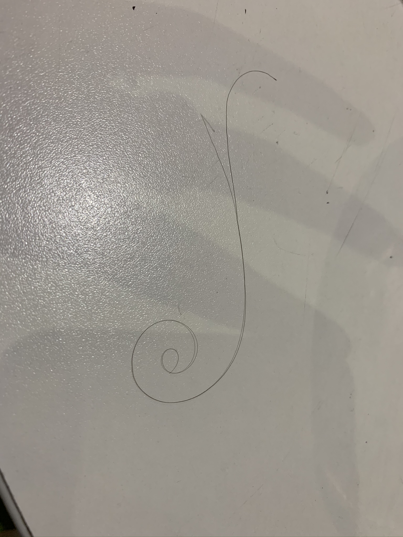 phallus