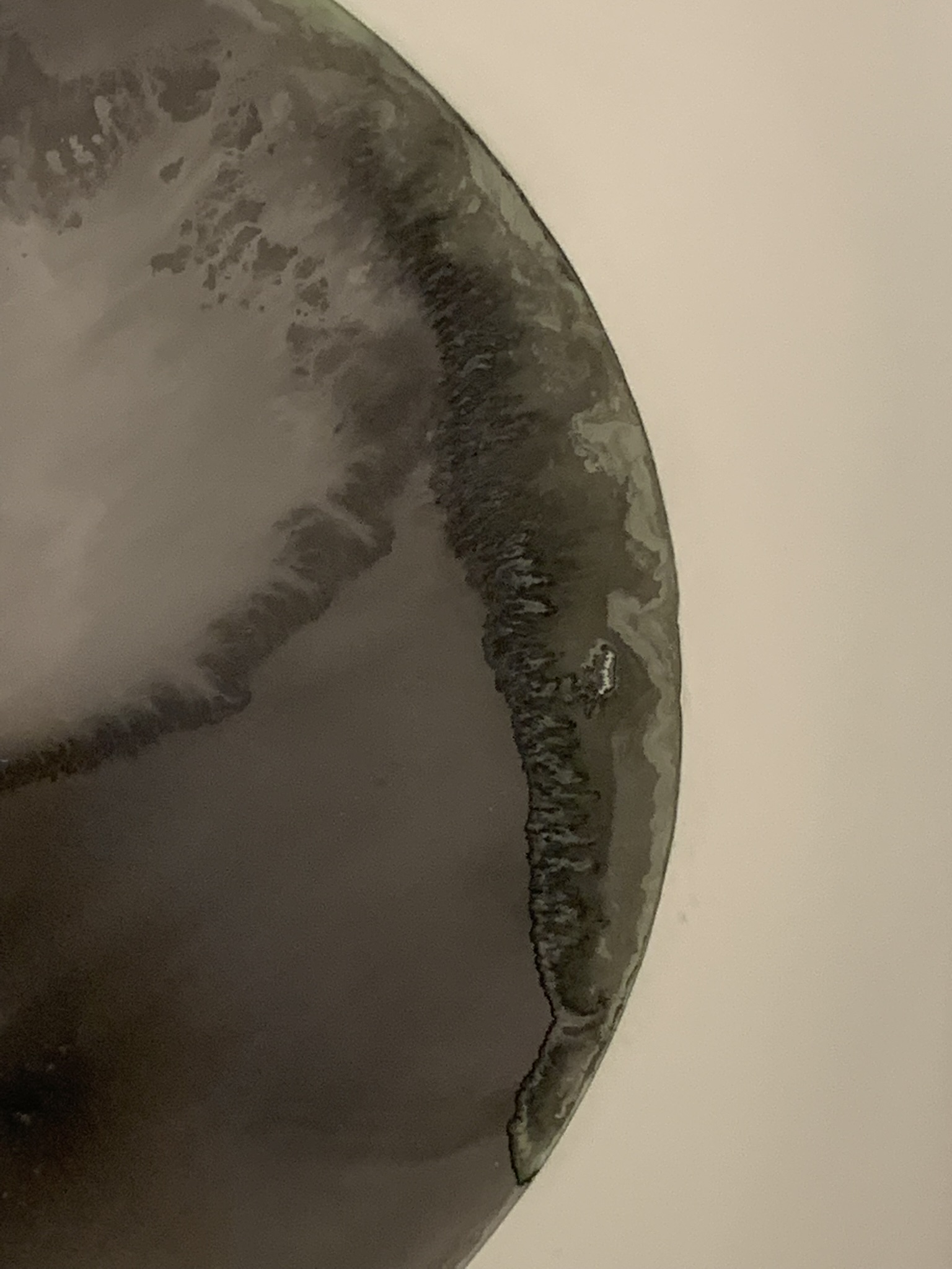 phallus