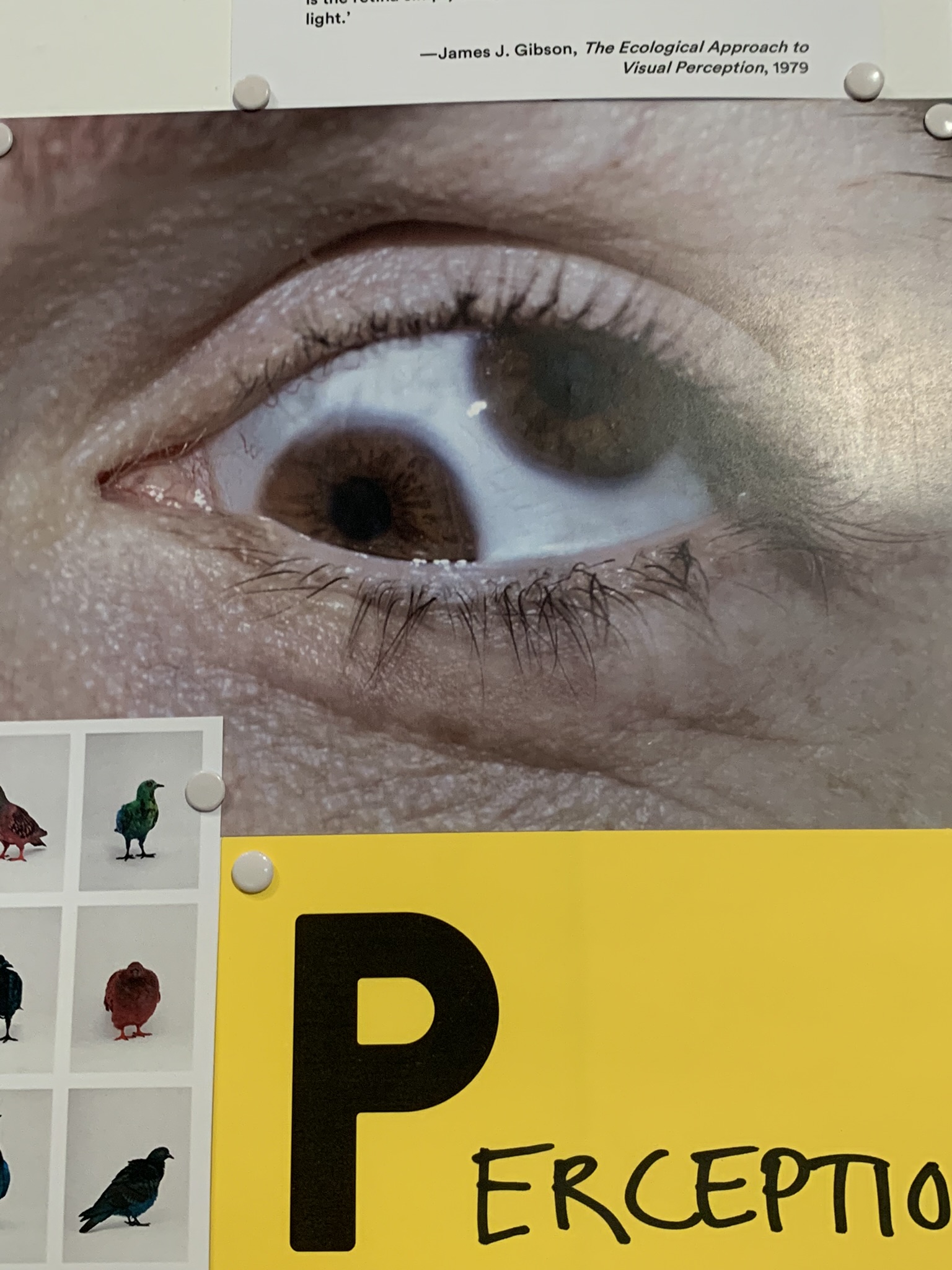 phallus