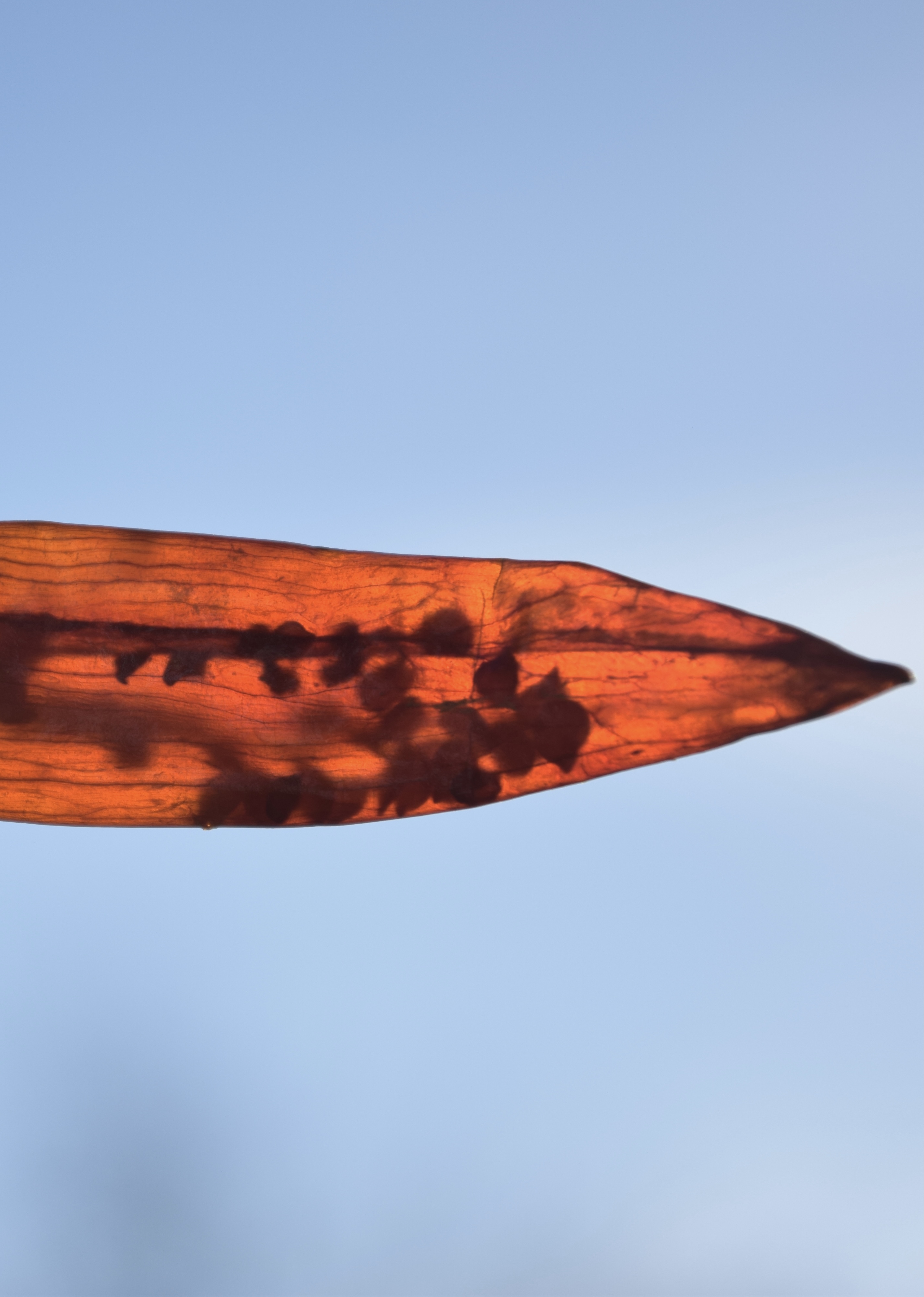 phallus