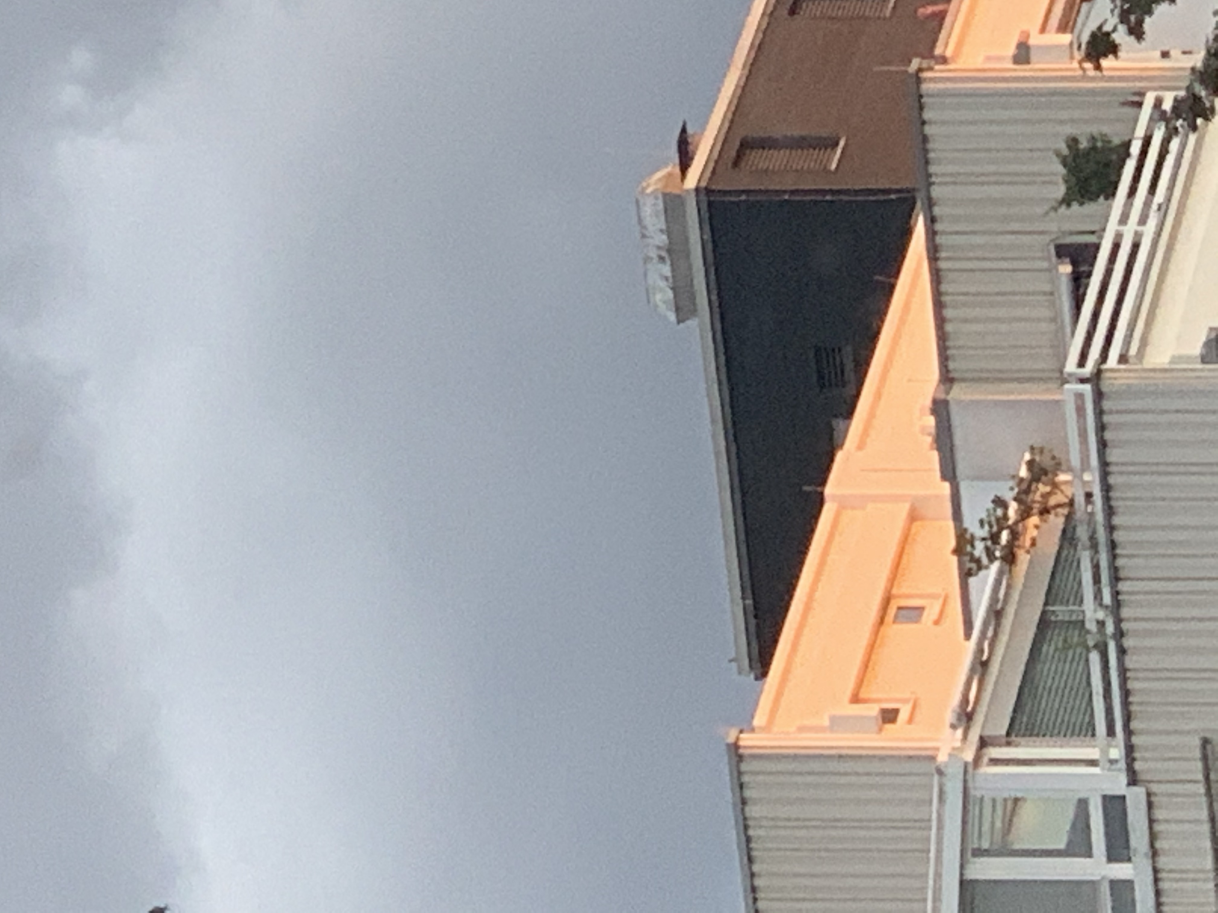phallus