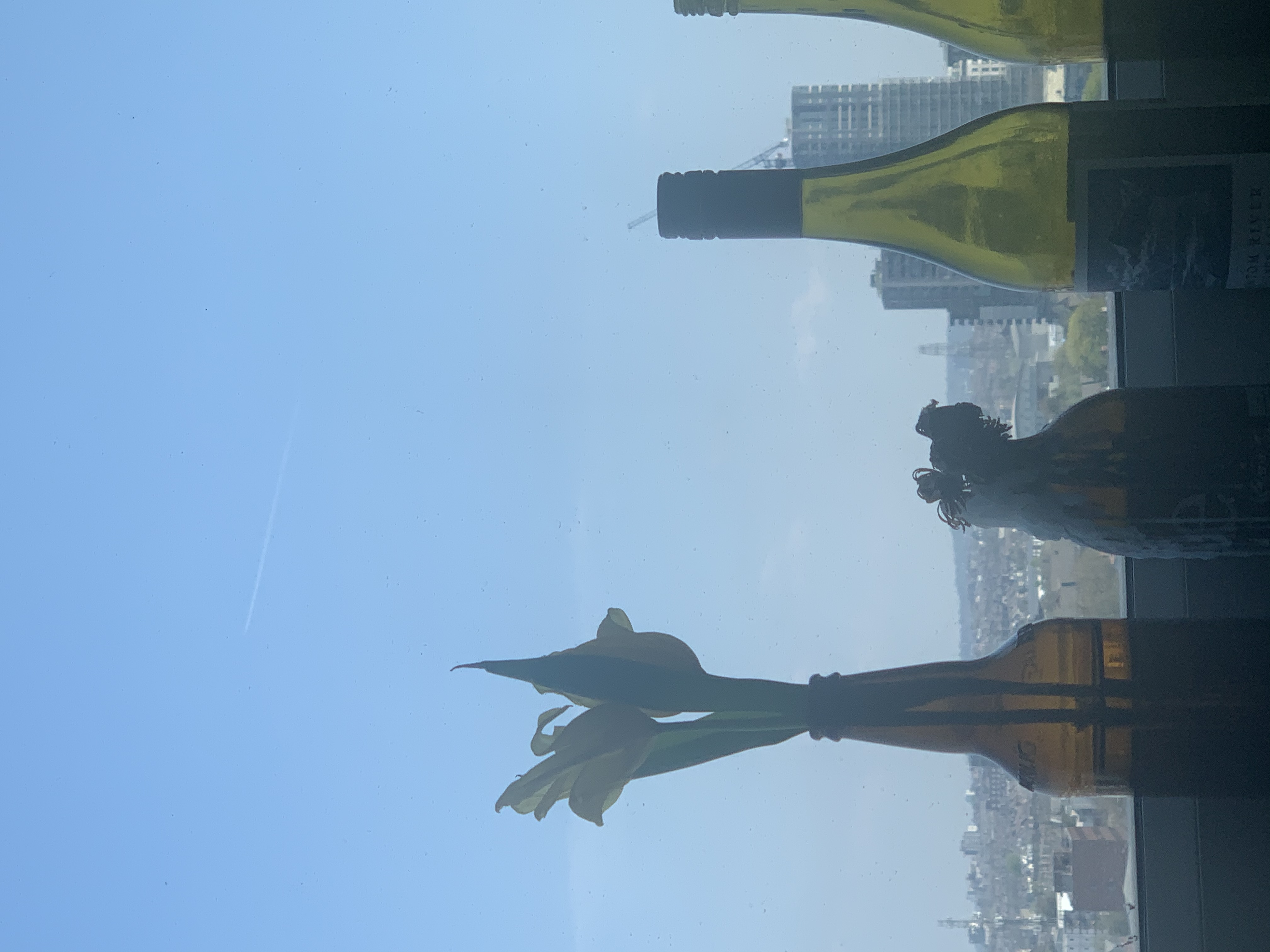 phallus