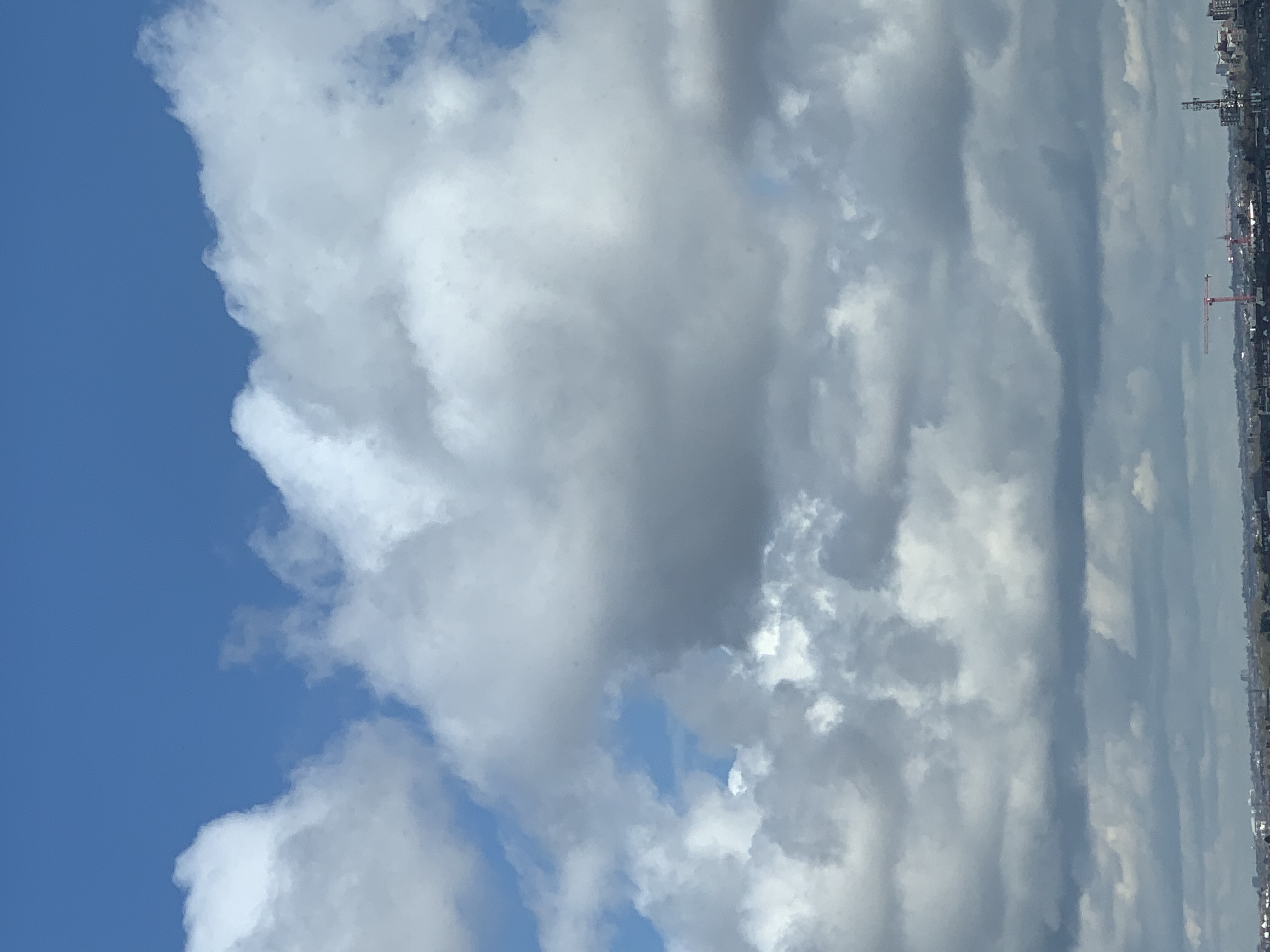 phallus